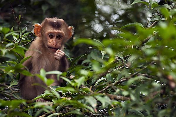 Northern pig-tailed macaque