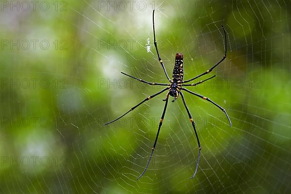 Giant golden orb weaver