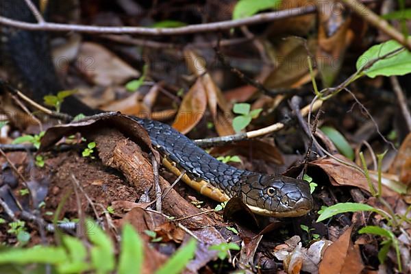 King cobra