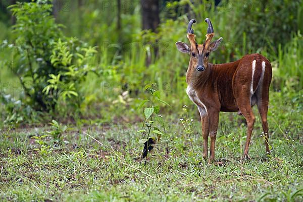 Indian muntjac