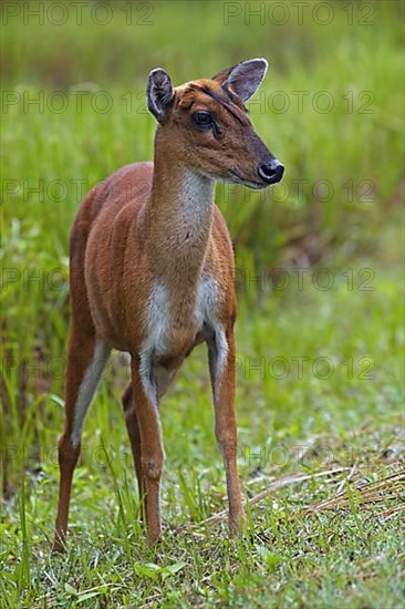 Indian muntjac