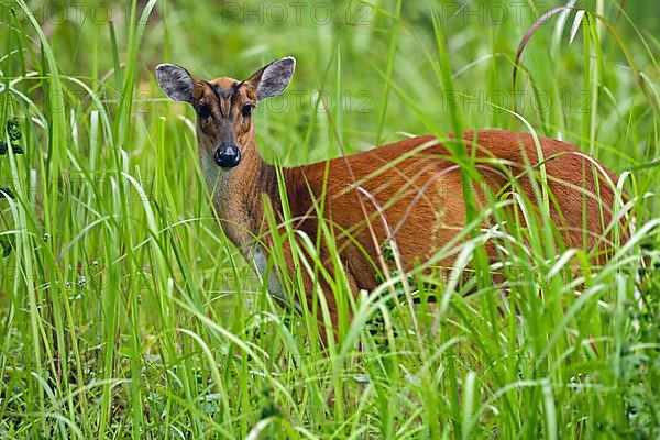 Indian muntjac