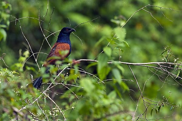 Greater coucal