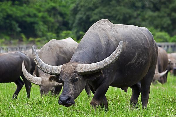 Water buffalo