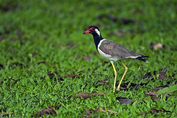 Red-wattled lapwing