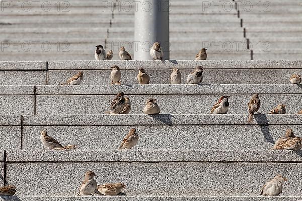 House sparrows