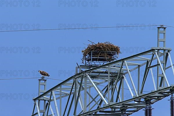 Western osprey