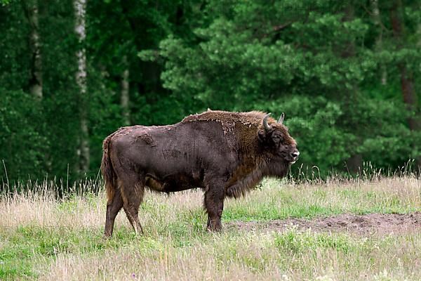 European european bison