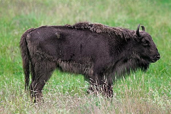European european bison
