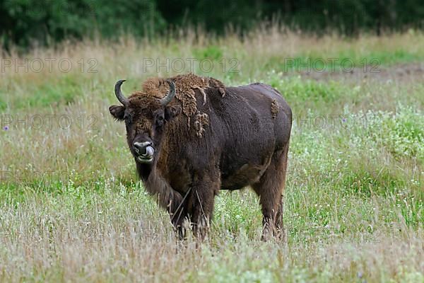 European european bison