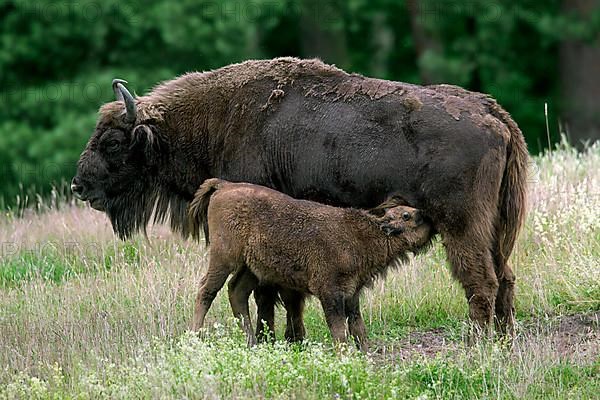 European european bison