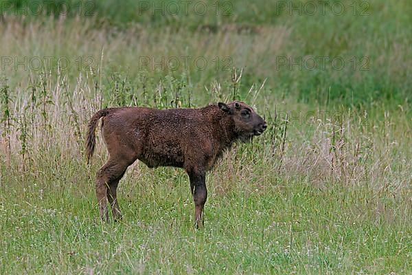 European european bison