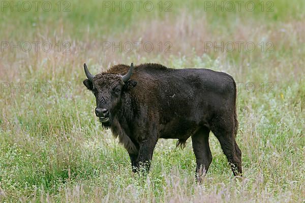 European european bison