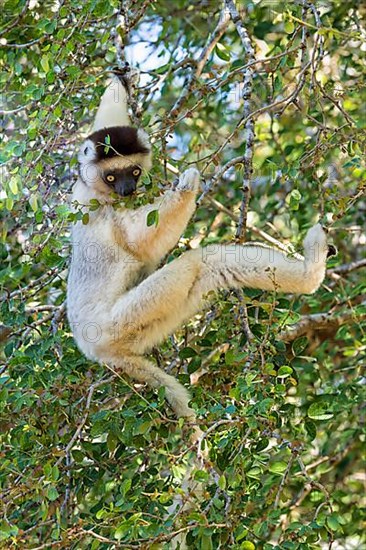 Verreaux's verreaux's sifaka