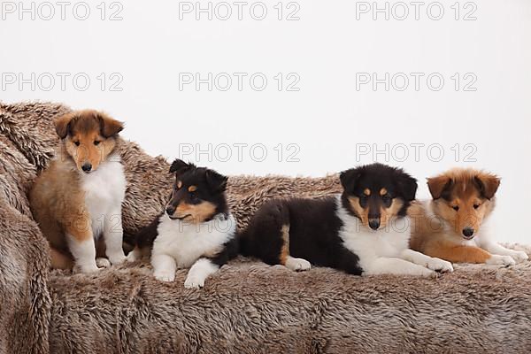 Rough Collie