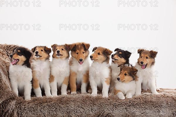 Rough Collie