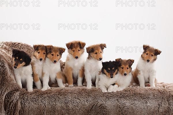 Rough Collie