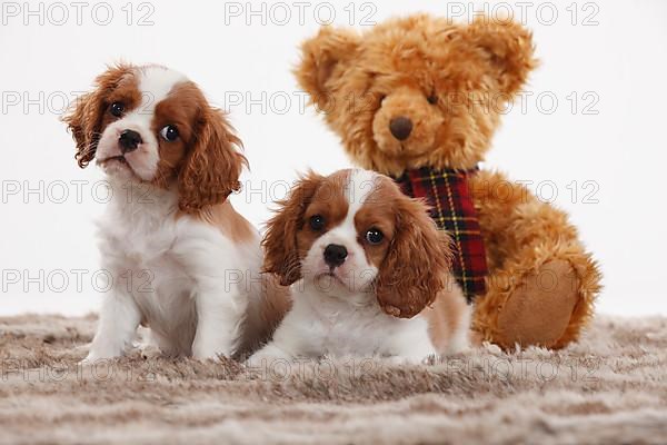 Cavalier King Charles Spaniel