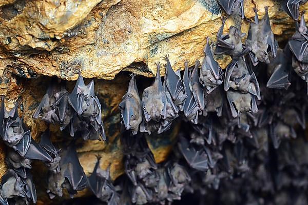 Bats in a cave