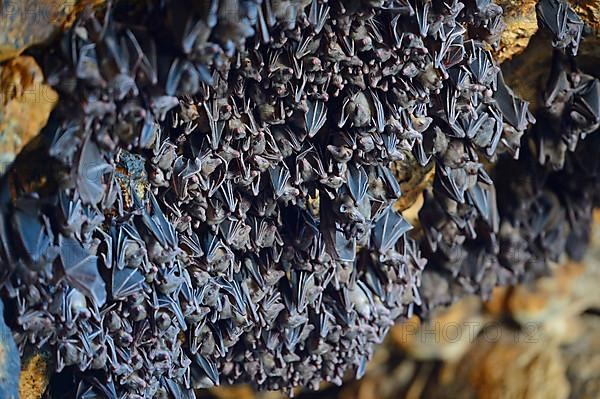 Bats in a cave