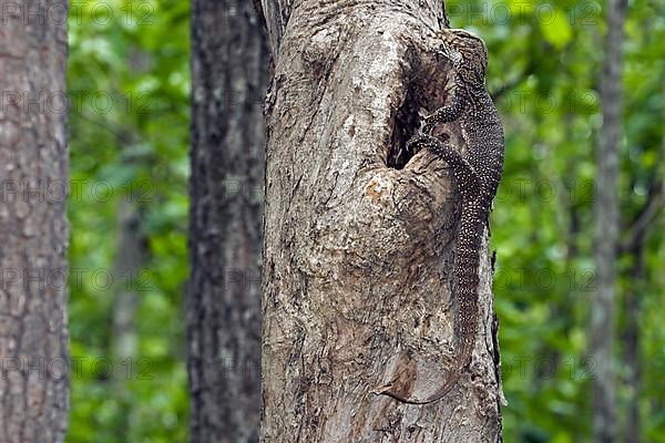 Bengal monitor