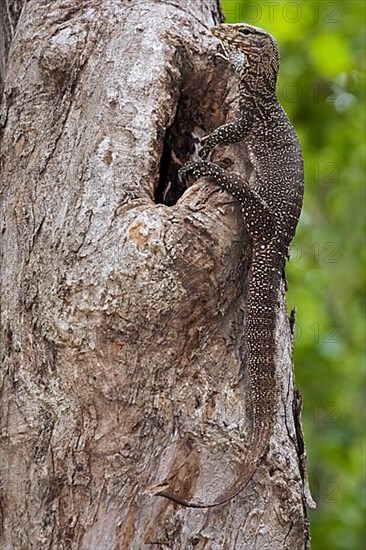 Bengal monitor