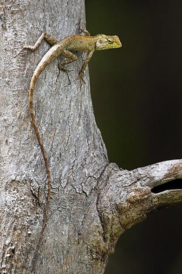 Oriental garden lizard