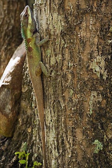 Oriental garden lizard