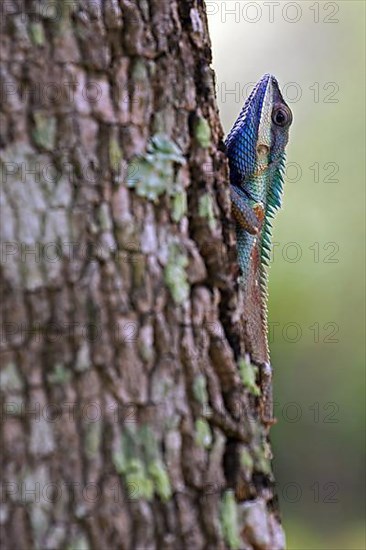 Oriental garden lizard