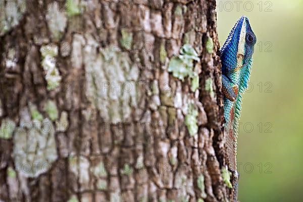 Oriental garden lizard