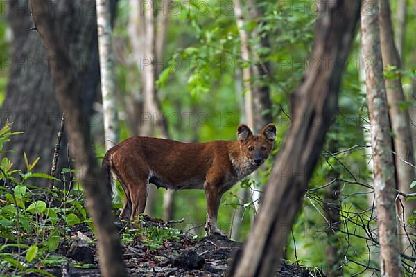 Dhole