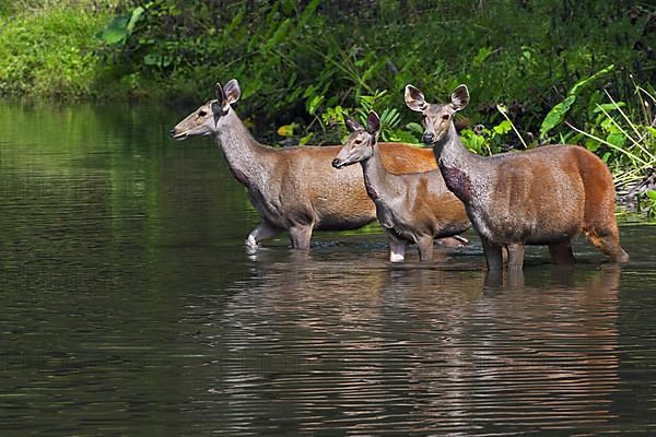 Sambar