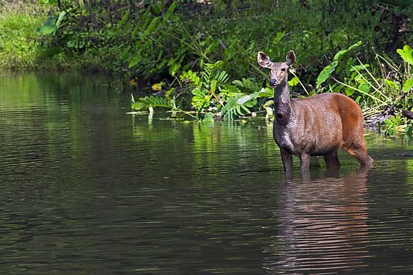 Sambar