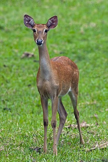 Eld's deer