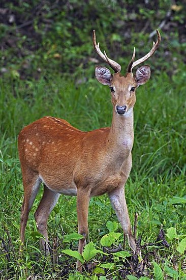 Eld's deer