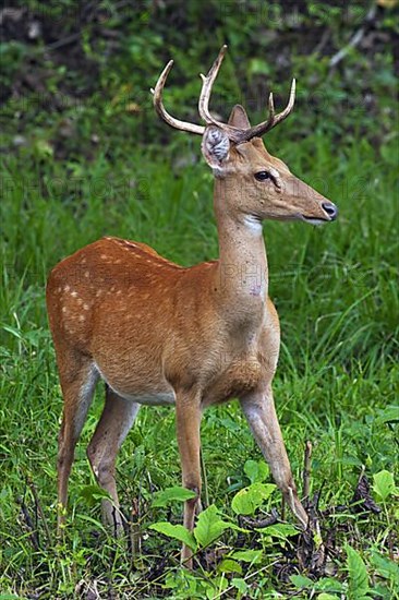 Eld's deer