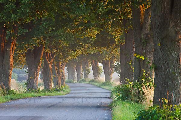 Bend in desolate road lined with silver lime