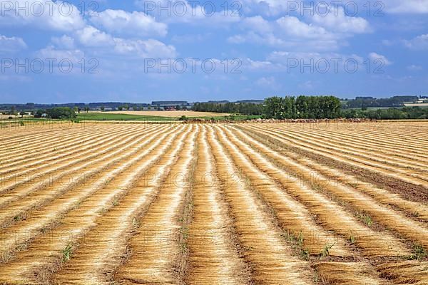 Arable land with flax that is thawed or milled