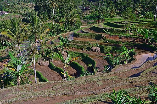 Rice Terraces of Jatiluwih