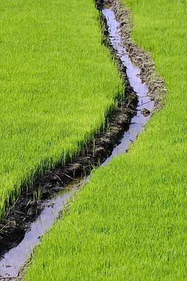 Rice seedlings