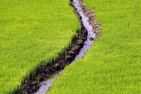 Rice seedlings