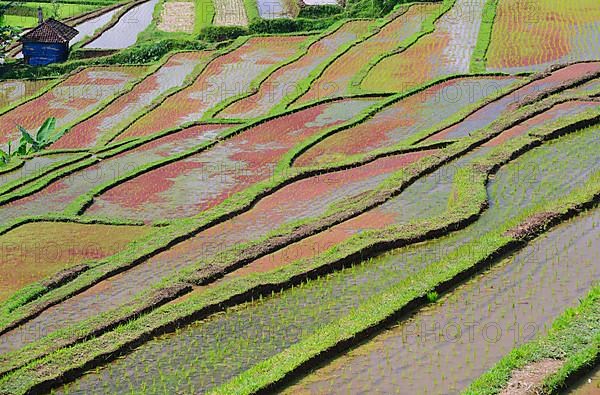 Rice Terraces of Jatiluwih