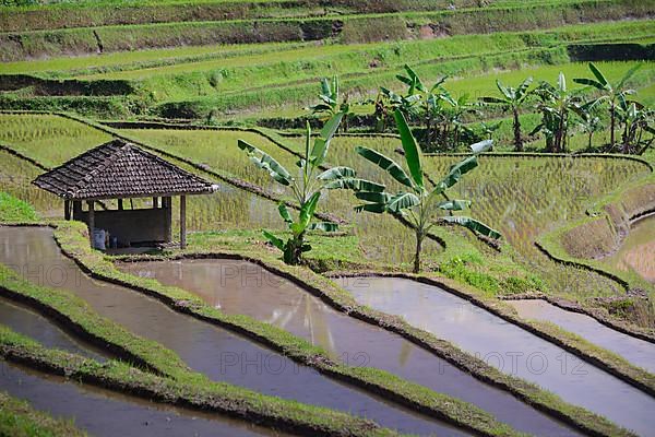 Rice Terraces of Jatiluwih