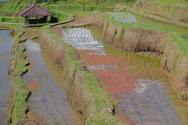 Rice Terraces of Jatiluwih