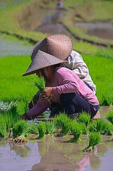 Women sorting rice seedlings