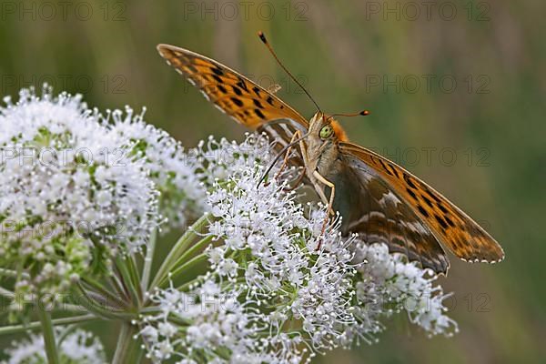 Silver-washed fritillary