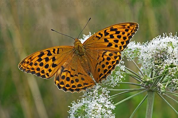 Silver-washed fritillary