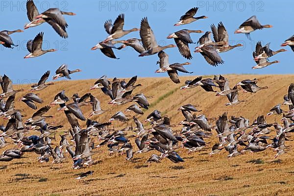 Flock of greylag geese