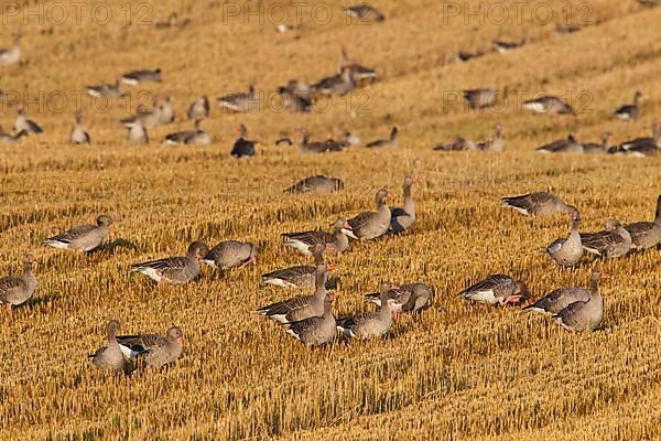 Flock of greylag geese