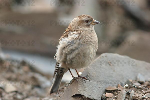 Plain mountain finch